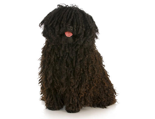 Hungarian store puli grooming